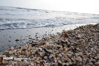 استفاده از صدفهای دریای خزر برای درمان نقصها استخوانی