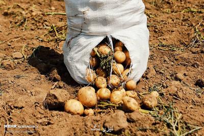 خودکفایی در تولید غده بذری سیب زمینی عاری از ویروس