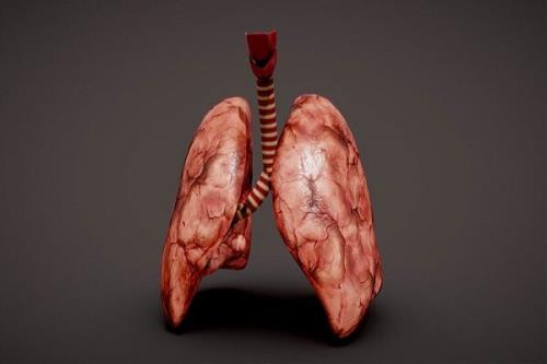 پژوهشگران از ریه بافت مینیاتوری ساختند