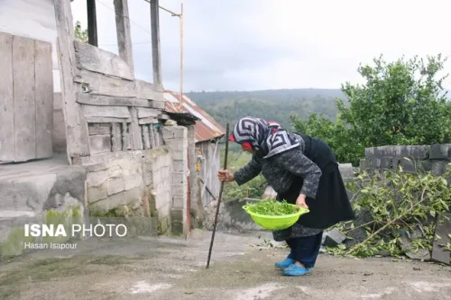 شیوع بالای سالمند آزاری