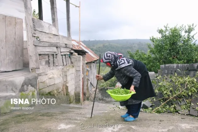 شیوع بالای سالمند آزاری